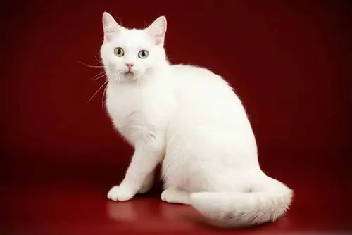 dawb American shorthair