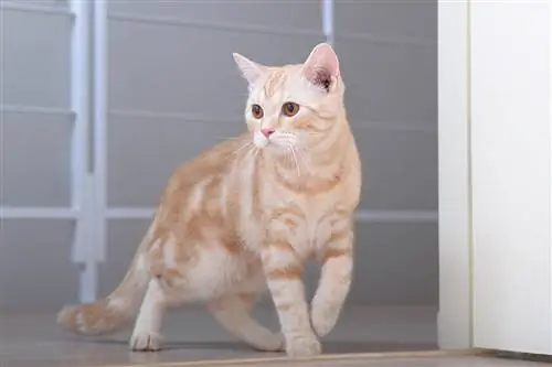 cream American shorthair