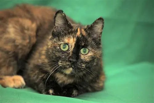 tortoishell American shorthair