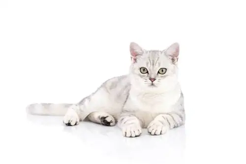 chinchila American Shorthair