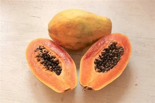 Maaari Bang Kumain ng Papaya ang Pusa? Anong kailangan mong malaman