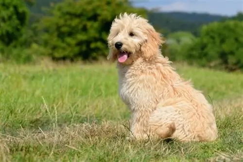 goldendoodle duduk di atas rumput