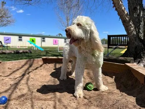 goldendoodle-ը խաղում է ավազատուփում