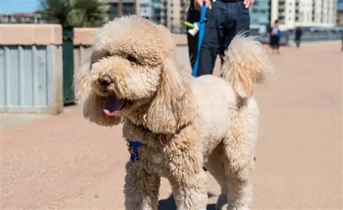 Goldendoodle