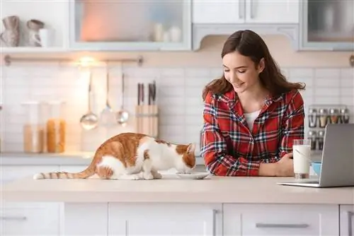 chat qui mange avec un adolescent