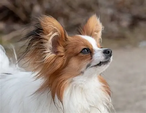 papillon katselee ylöspäin