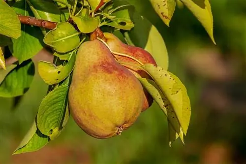 האם חתולים יכולים לאכול אגס? מה שאתה צריך לדעת