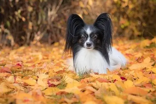 cachorro papillon otoño