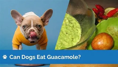 ውሾች Guacamole መብላት ይችላሉ? Guacamole ለውሾች መጥፎ ነው?