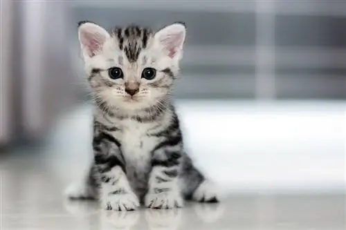 gatito americano de pelo corto