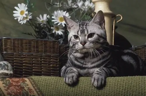 gato americano de pelo corto