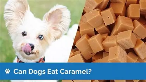 Kan honde karamel eet? Is karamel veilig vir honde?