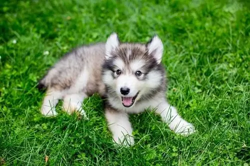 alaskan malamute puppy_Phase4Studios_shutterstock