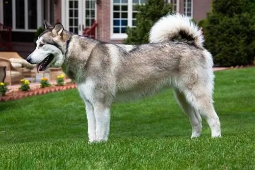 Alaskan Malamute na nakatayo sa damuhan