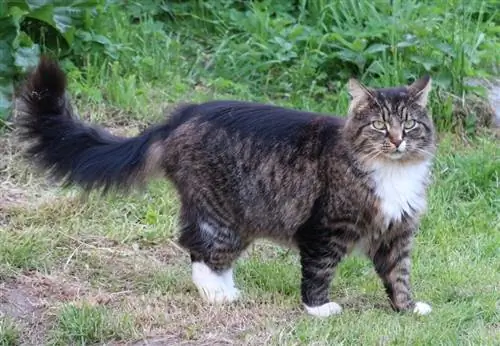 chat des forêts norvégiennes_Piqsels