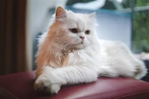 Chat persan regardant par la fenêtre