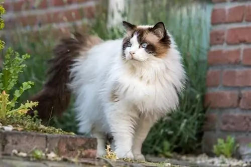 fluffy ragdoll