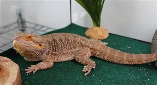 dragon barbu à l'intérieur du réservoir