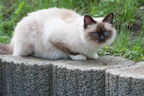 sealpoint birmanska mačka na prostem