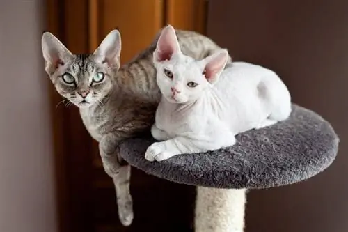 Dois gatos devon rex sentados no poste de arranhar