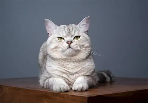 kucing silver tabby british shorthair