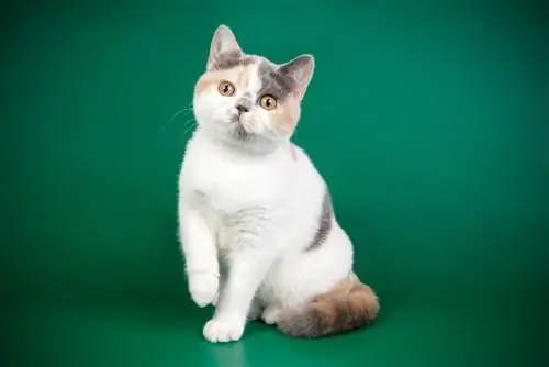 Kucing belacu British Shorthair