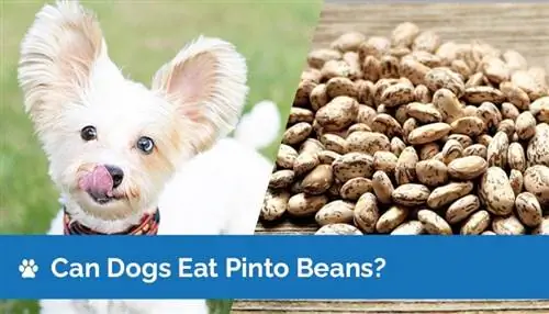 ¿Pueden los perros comer frijoles pintos? ¿Los frijoles pintos son seguros para los perros?