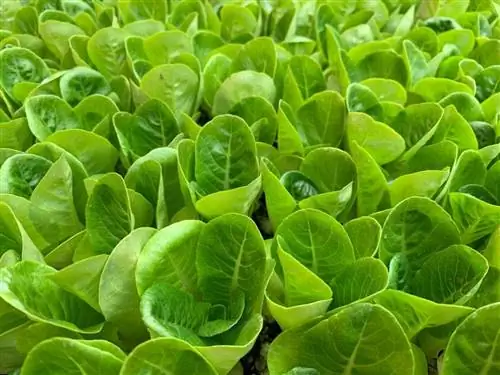 lechuga de agua