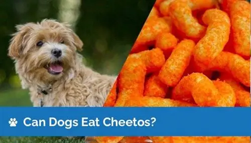 Köpekler Cheetos Yiyebilir mi? Cheetos Köpekler İçin Güvenli mi?