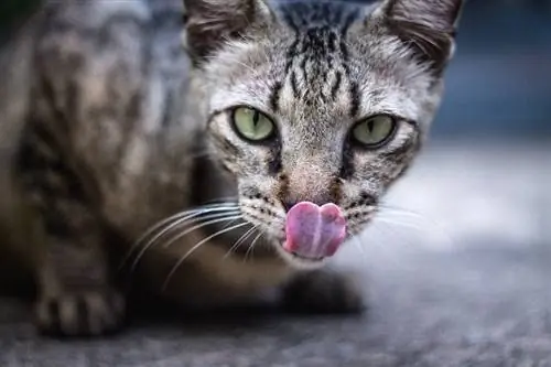 gato atigrado lamiendo sus labios