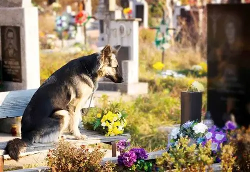 Sørger hunde? Hvad du behøver at vide