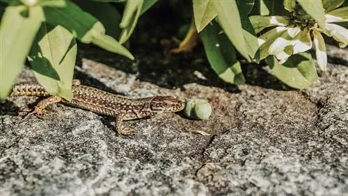 pequeno lagarto ao ar livre