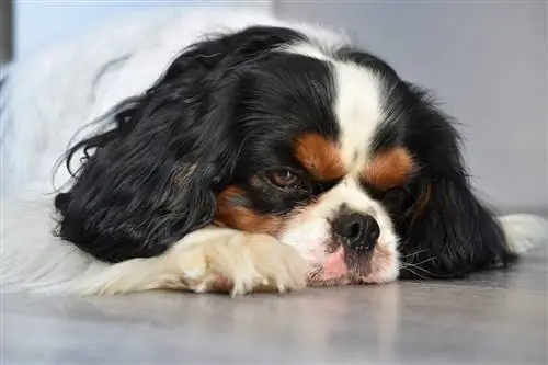 ledsen cavalier spaniel