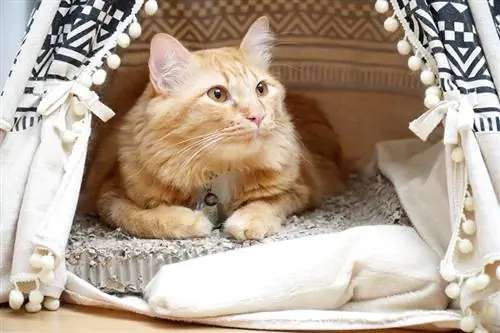 un gato atigrado rojo tirado en la tienda