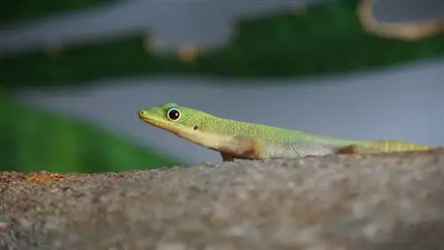 Mogu li mačke jesti guštere? Što trebaš znati