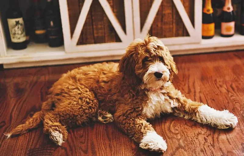 cane goldendoodle marrone e bianco sdraiato sul pavimento davanti al mobile con bottiglie di vino