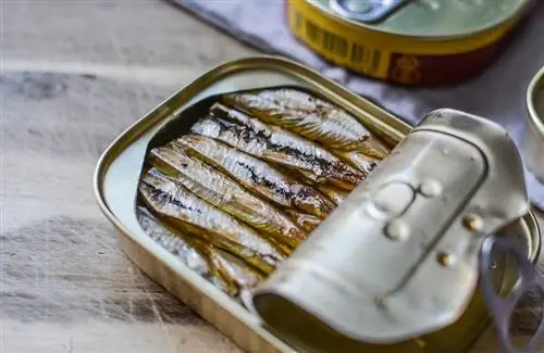 primer pla de sardines en conserva