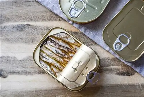 Els gats poden menjar sardines? El que necessites saber