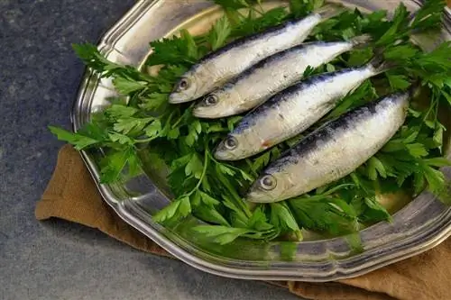 nilagyan ng sariwang sardinas