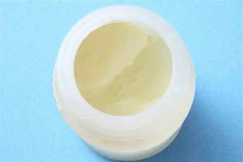 Mèo có ăn được Vaseline không? Sự kiện được bác sĩ thú y đánh giá