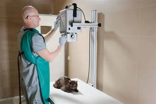 veterinário realizando um raio-x para um gato