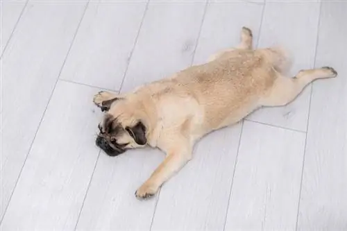 anjing pug tidur di atas lantai