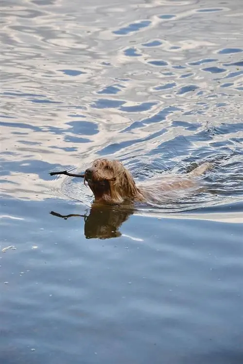 cockapoo zwemmen in het meer