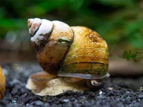 Japanische Falltürschnecke: Pflege, Größe, Ernährung, Zucht & Mehr