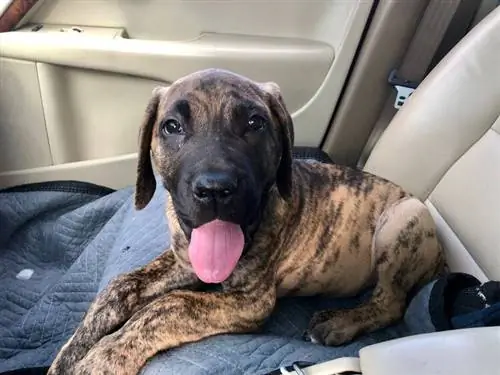 cachorro daniff sentado en auto