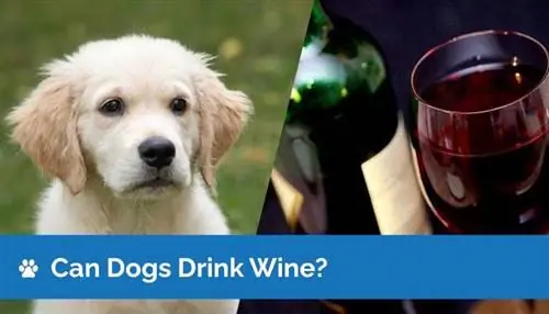 Können Hunde Wein trinken? Ist Wein für Hunde sicher?