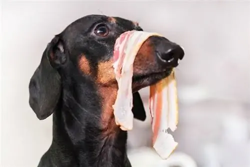 dachshund dan bacon