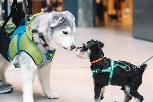 cães em um shopping_