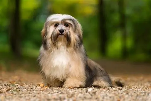 28 μικτές φυλές Havanese (με εικόνες)