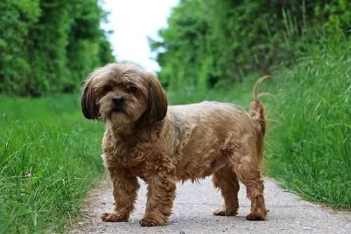 hava-apso